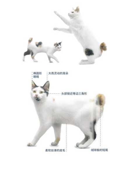 日本短尾猫好养吗知乎（日本短尾猫为什么难买到）