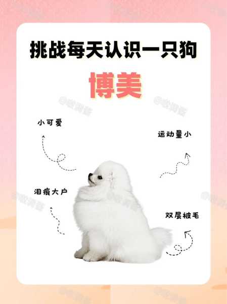 博美犬特征纯种（博美犬的品种简介）