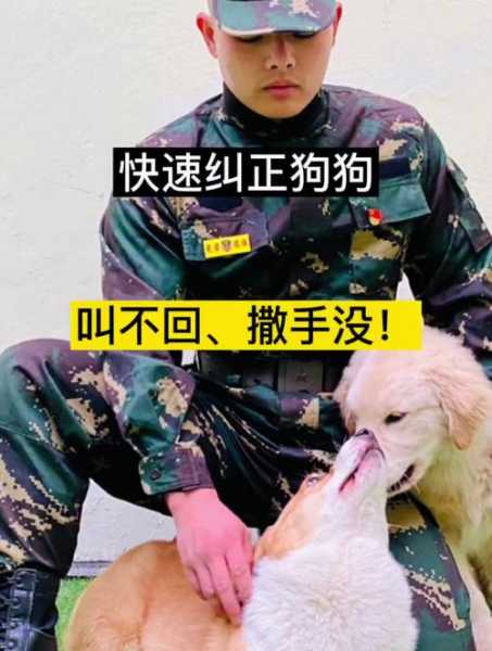 怎么把狗狗训练成警犬（如何把一只狗训练成警犬的类型）