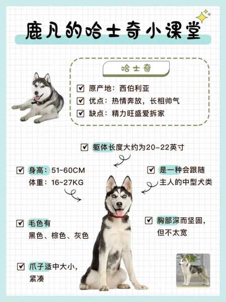 哈士奇犬种标准（哈士奇犬种标准在哪里看出来）