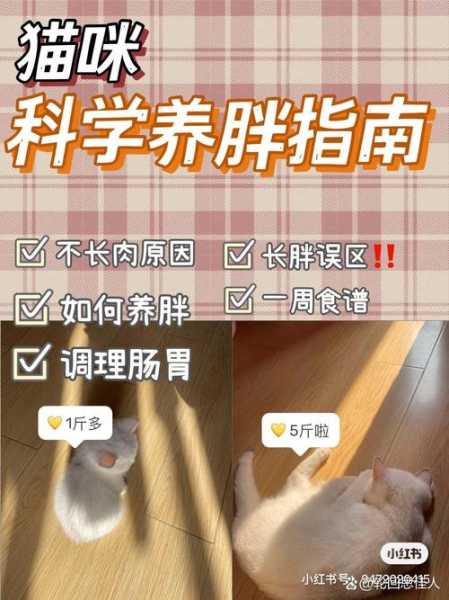 猫老是长不胖怎么办（猫咪一直长不胖）