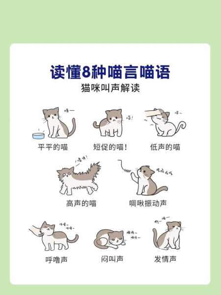 猫咪的不同叫声代表什么（猫咪不同叫声的含义）