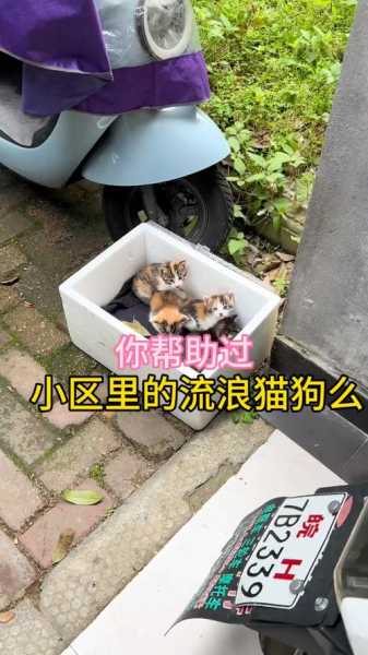 流浪猫接近你有什么说法吗（流浪猫接近你有什么说法吗英语）