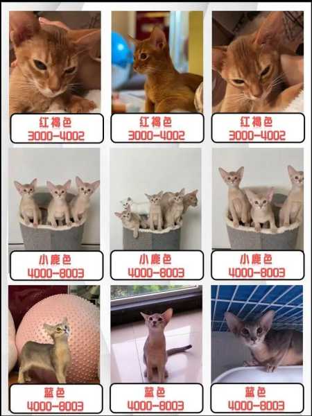 阿比西尼亚猫大概多少钱一只（阿比西尼亚猫大概多少钱一只幼崽）