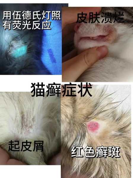 猫异位性皮炎会越来越严重吗（猫异位性皮炎是什么意思）