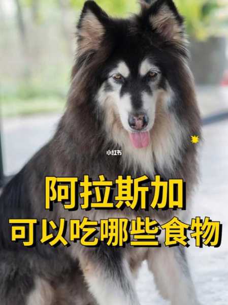 阿拉斯加不能吃哪些水果（阿拉斯加不可以吃什么?）