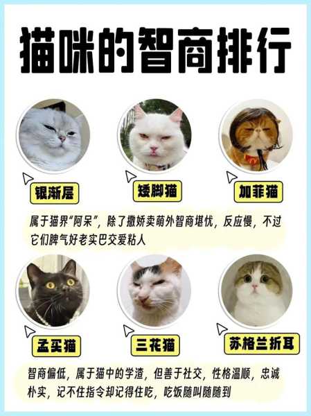 猫咪智商排行榜（猫咪智商排行榜前十名）