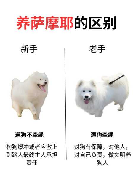 养萨摩耶犬好吗（养萨摩耶最大的忌讳）