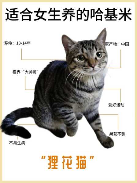 狸花猫咪是什么品种（狸花猫猫的品种）