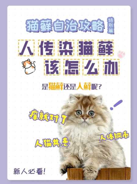 人猫共患传染病（人得了猫的传染病怎么办）