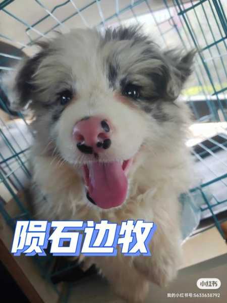 边境牧羊犬吐了怎么办（边牧幼犬吐了）