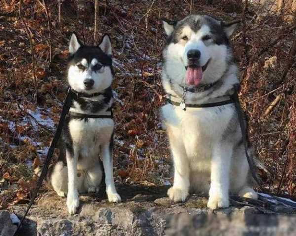 哈士奇和阿拉斯加犬（哈士奇和阿拉斯加犬杂交）