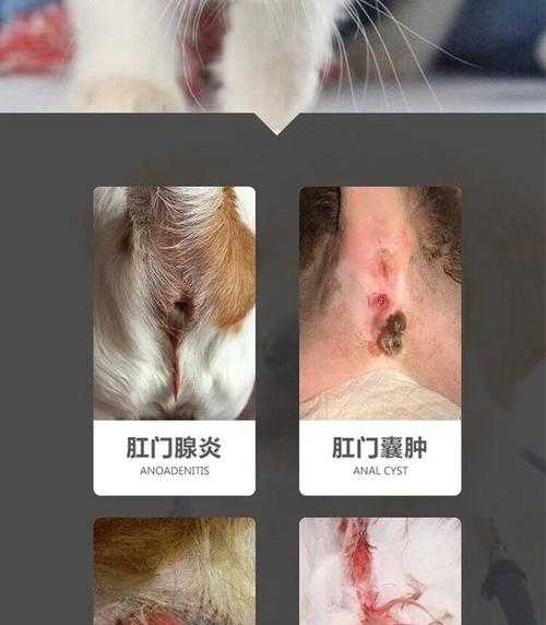 猫咪肛门囊肿怎么办用什么药（猫咪肛门腺肿了个大包）