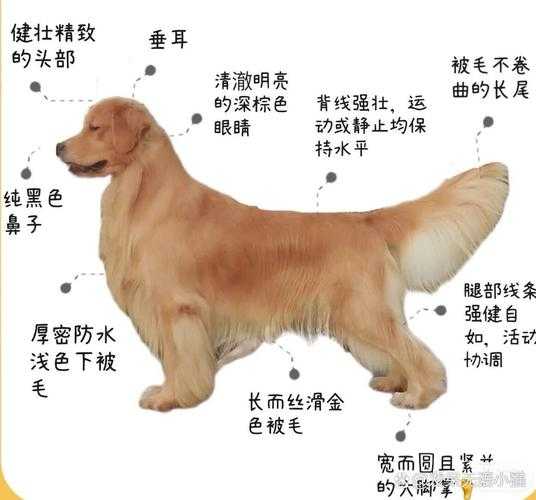 如何挑选金毛犬（怎样挑选金毛犬）