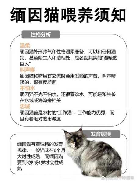 缅因猫要注意什么（缅因猫幼猫喂养攻略）