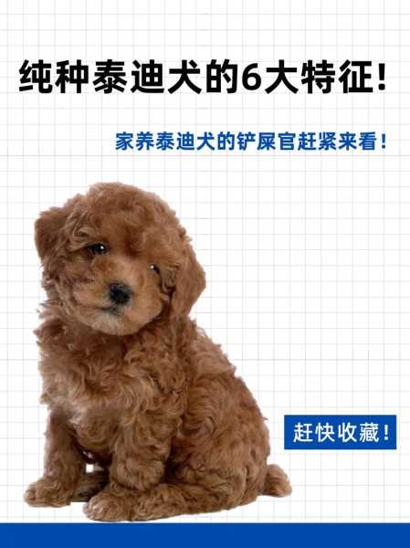 贵宾犬怎样（贵宾犬怎样看纯不纯）