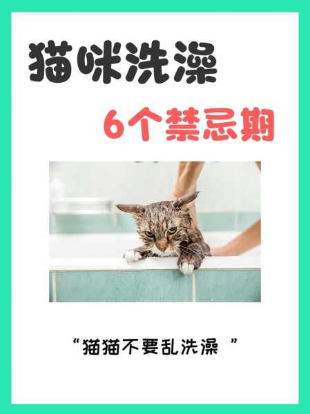 猫咪不爱洗澡怎么办（猫咪不爱洗澡怎么克服）