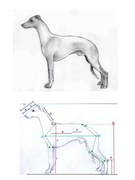 惠比特犬特征（惠比特犬的犬种标准）