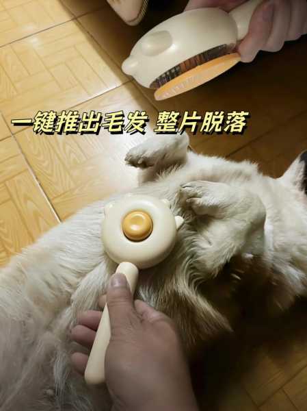 猫狗梳子能混用吗（猫狗梳子能混用吗视频）