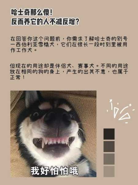 西伯利亚雪橇犬为什么叫哈士奇（西伯利亚的哈士奇）