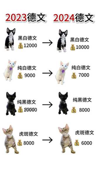 德文卷毛猫价格多少钱一只（德文卷毛猫的市场前景怎么样）