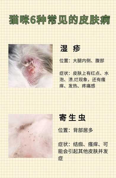 猫咪常见病症大全（猫咪常见的病症）