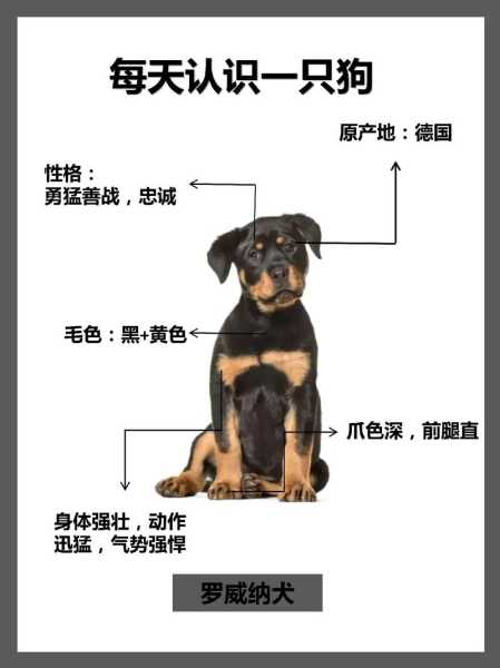 如何辨别纯种罗威纳犬幼犬（怎么分辨罗威纳幼犬）