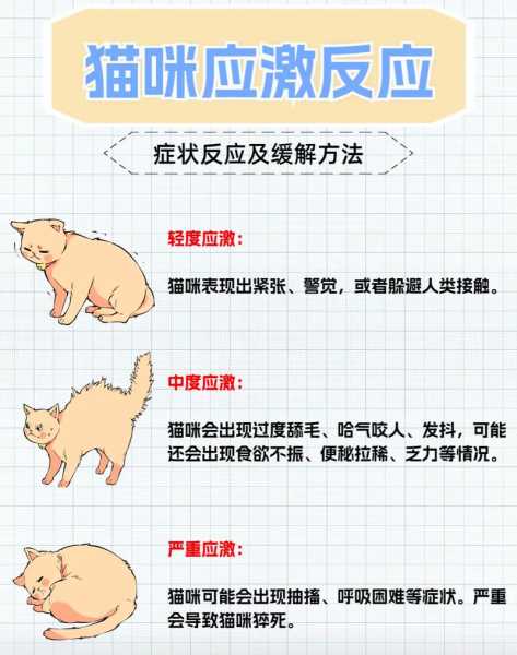 怎么减缓猫咪应激反应（怎么减缓猫咪应激反应症状）