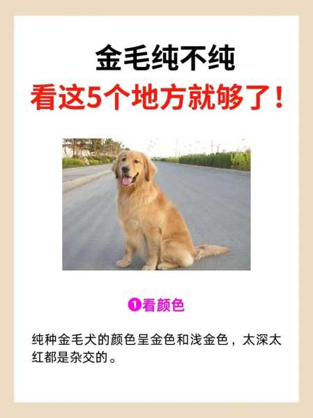 怎么看纯种金毛幼犬（怎么看金毛品种纯不纯）