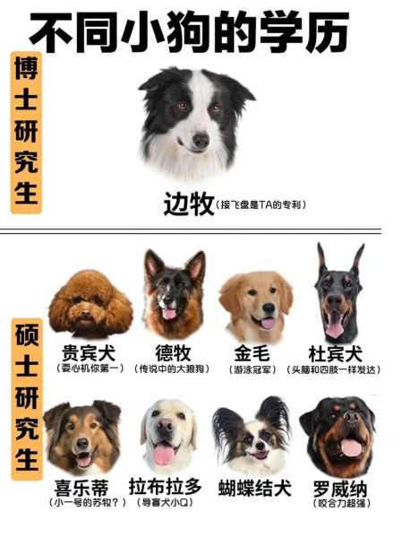 训犬冠军（训犬师排名）