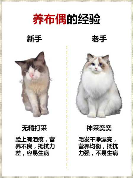 布偶猫容易得病吗（布偶猫是不是很容易生病）