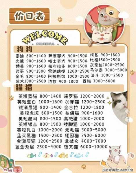 去哪里买布偶猫（去哪里买布偶猫好）