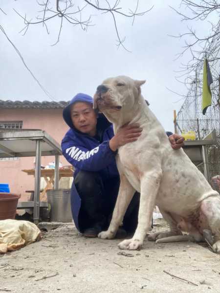 杜高犬品种介绍（杜高犬有几个品种及照片）