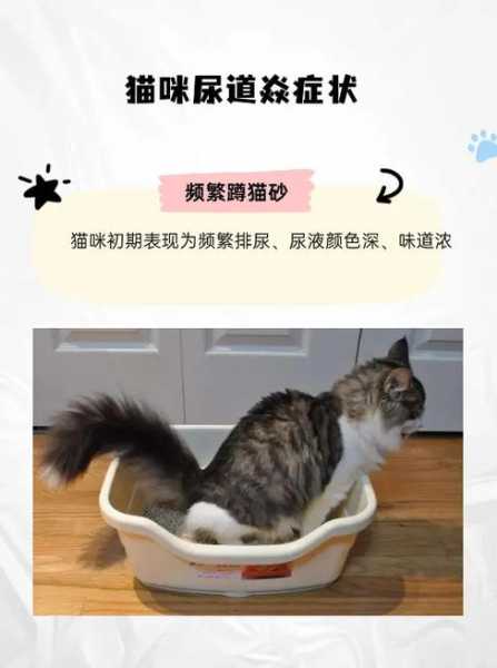 猫咪特发性膀胱炎是什么引起的（猫猫特发性膀胱炎）