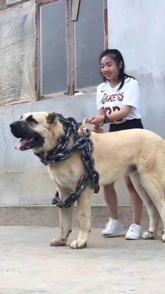 中亚犬训练方法（中亚犬视频介绍）