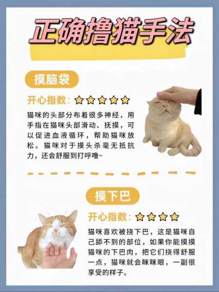 如何让猫成为好朋友（怎么让猫咪成为好朋友）