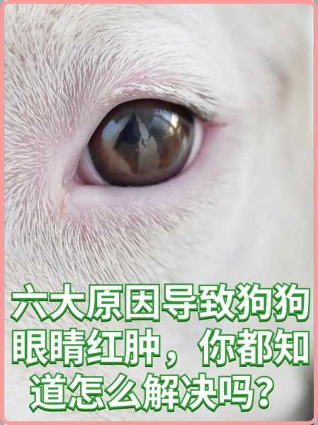 狗狗红眼病是怎么引起的（狗狗得红眼病怎么治疗）