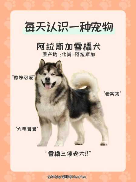 阿拉斯加犬雪橇犬性格（阿拉斯加雪橇犬性格特点）