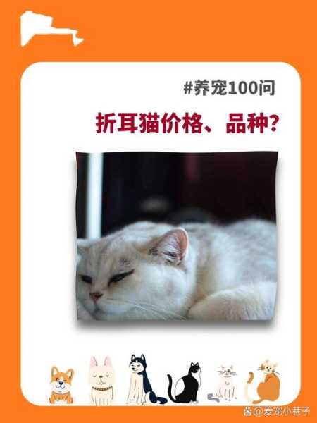 折耳猫应该怎样精心喂养（折耳猫应该怎么照顾）