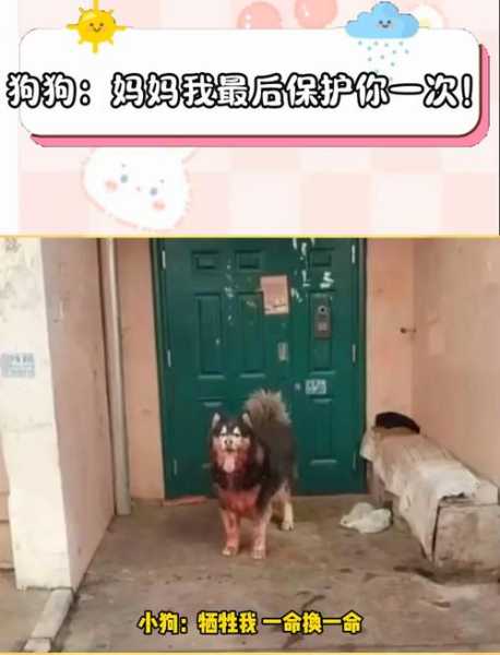 阿拉斯加犬会不会咬人呢（阿拉斯加犬会咬陌生人吗）