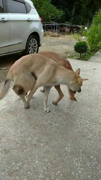 土狗宠物狗打架谁厉害（土狗打架视频 农村北方）