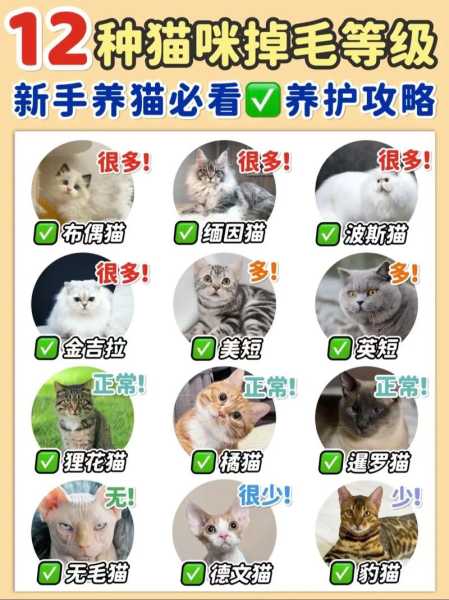 猫咪换毛护理的时候注意事项（猫换毛期怎么护理）