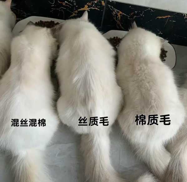 布偶猫毛发不好该吃什么药（布偶猫毛质不好）