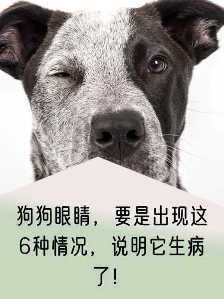 狗狗眼屎什么原因（狗狗眼屎增多是什么原因）