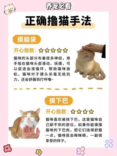 如何安抚猫猫（如何安抚猫猫咪）