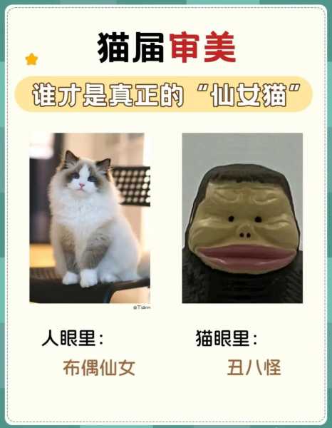 在猫咪的眼里谁是主人（在猫眼中主人是谁）