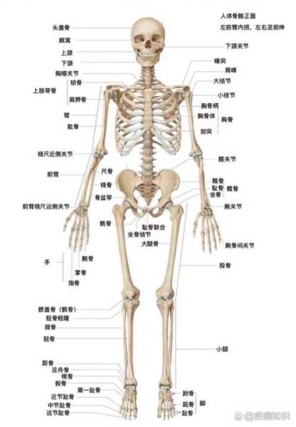 人体骨骼比例关系（人体骨骼的比例）