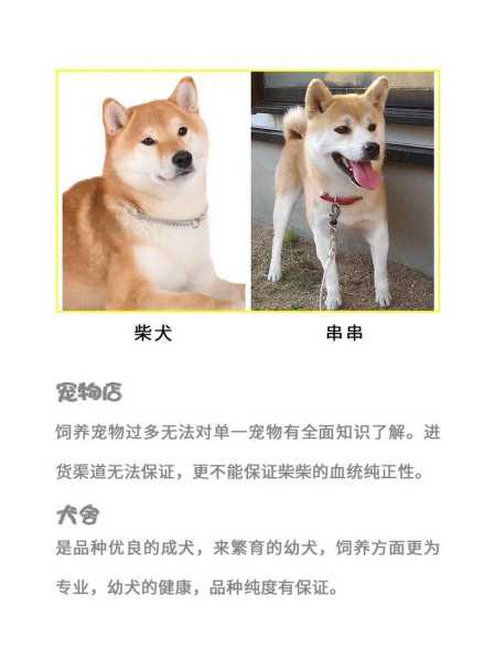 日本柴犬怎么挑选（日本柴犬怎么挑选好的）