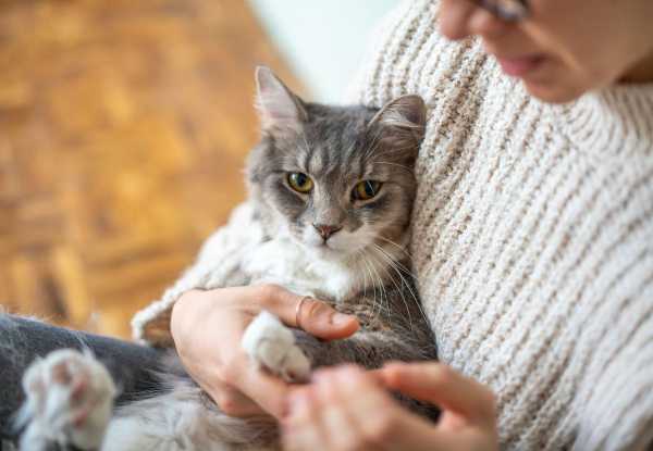 何如给宠物猫猫做美容项目（在给猫美容的过程中,需要注意的几点为 ?）