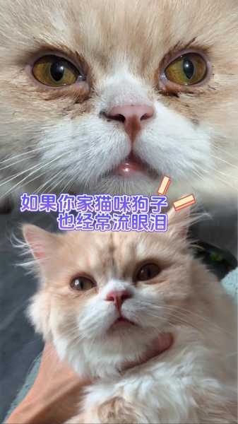 猫狗为什么会流眼泪（宠物猫为什么会流眼泪）